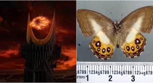 A new species of butterflies was named after the main villain from The Lord of the Rings (4 photos)