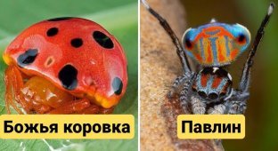 15 незвичайних видів павуків, які зовсім не схожі на своїх типових представників (16 фото)