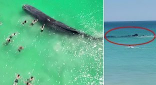 Giant sperm whale stuck in shallow waters in Australia (3 photos + 1 video)