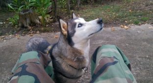 A guy found a beautiful husky while walking (3 photos)
