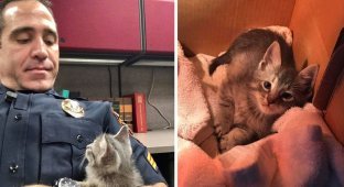 Полицейский всю ночь обнимал бездомного котенка, чтобы спасти его от одиночества (5 фото)