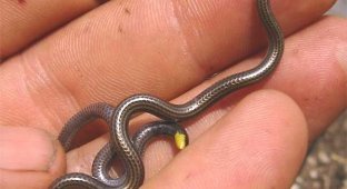 Самая маленькая змея в мире (4 фото)