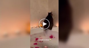 Кіт підбадьорив господиню