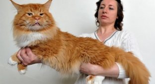 Самые крупные породы кошек (11 фото)