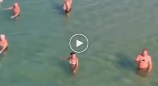 Дельфины приплыли к пляжу с отдыхающими