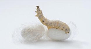 6 times stronger than body armor: silkworms with spider genes spin bulletproof web (3 photos)