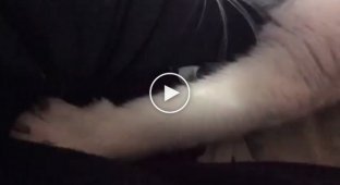 Кошка которая не сможет уснуть без привычного обряда ласки