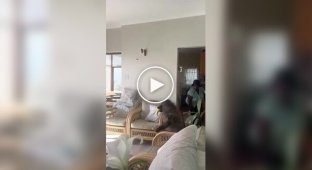 Огромный бабуин пробрался в дом за фруктами
