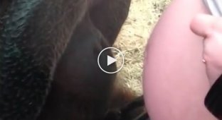 A pregnant girl showed her belly to an orangutan