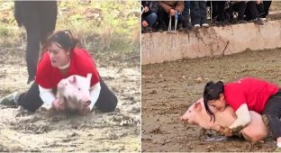 A 31-year-old Chinese woman has amassed a collection of 22 prize pigs (3 photos + 2 videos)