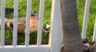 Самка алігатора протиснулася крізь прути паркану, намагаючись захистити від чужинця потомство