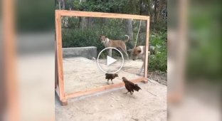 Животных вывело из себя собственное отражение в зеркале