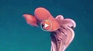 Octopus turned into a giant ball at a depth of 1600 meters