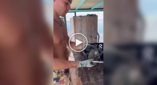 How pearls are extracted from a shell