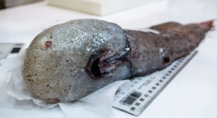 Около Австралии поймали считавшуюся вымершей рыбу без лица (4 фото)