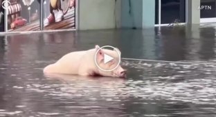 Saving a cute pig from a flood in Florida