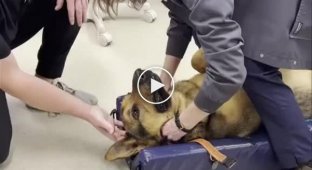 Ветеринар достает застрявшую игрушку из собаки