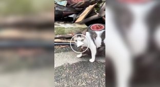 Кошка усыновила обезьяну