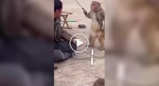 Давай працювати!: повстання планети мавп