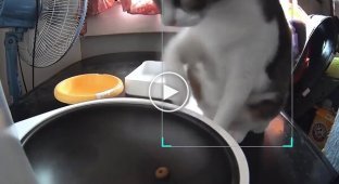 The cat went hungry