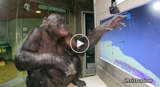 A monkey was taught to play Minecraft