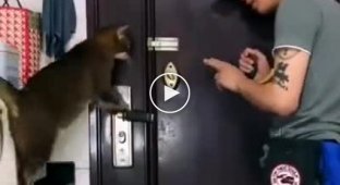 Taught my cat to open the door on his own
