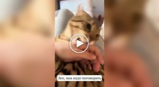 Женщина сломала кота