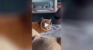 «Прекрати!»: реакция котика на чихание хозяйки
