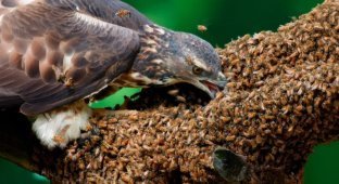 Honey-Eagle: This Bird Crushes Beehives Every Day (7 photos)