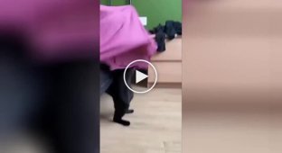 Кот запутался в простыне
