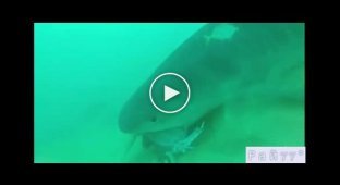 Масивна тигрова акула стягнула у фрідайвера камеру разом із наживкою