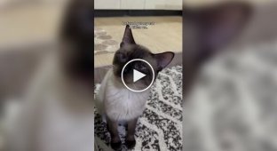 Лучшее решение: владелица показала, как побороть апатию кота простым способом