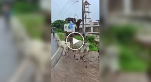 Особое отношение индийцев к навозу