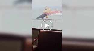 A greedy crow and cookies