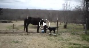 Лошадь и собака играют вместе