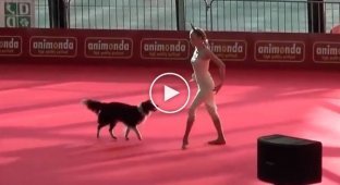 Beautiful performance of a border collie dog at a dog dancing show