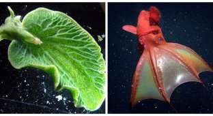 Самые завораживающие моллюски планеты (11 фото)