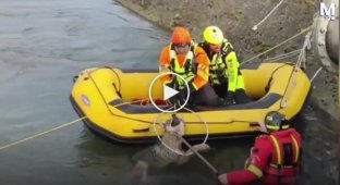 Пожежники врятували вовка, що застряг у каналі