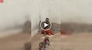 Панч — маленький макак, ради которого люди стоят в очереди в зоопарке