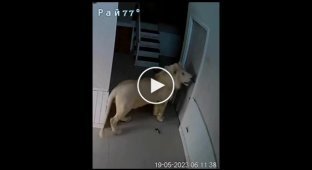 Сбежавший лев попытался ворваться в частное жилище и попал на видео