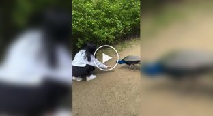 Благодарность павлина