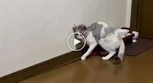 Кошка научилась играть сама с собой