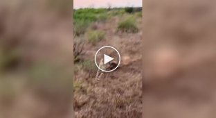 A warthog dispersed cheetahs