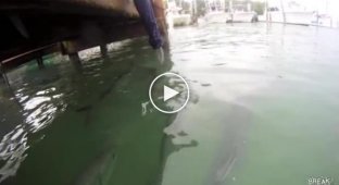 Опасная кормежка акул