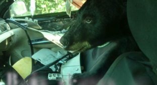 Медведь разгромил машину на парковке (5 фото + видео)