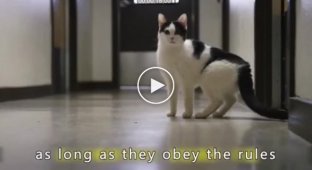 Животнотерапия__ заключенным разрешили брать к себе котов