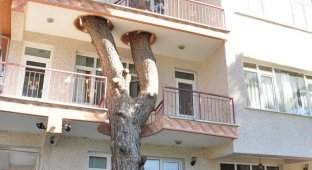 17 houses that prove you don't have to cut down trees to build something (32 photos)