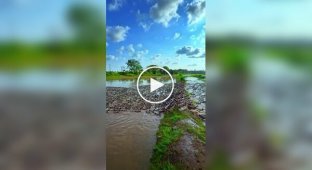 Как уточки пересекают рисовые поля в Индии