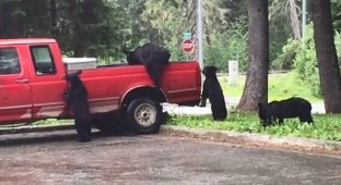 Медведи-грабители разграбили пикап на Аляске (5 фото + 1 видео)