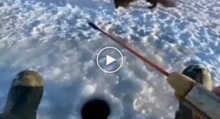 A funny encounter between a fisherman and hungry Arctic foxes